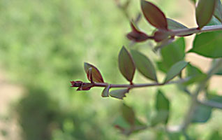 ヘナは、インドに自生するミソハギ科の低木植物